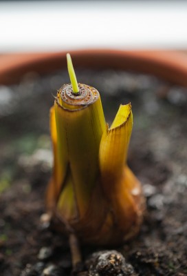 banane-klein.jpg