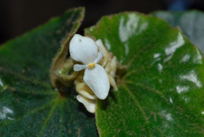 Begonia 131yy.jpg