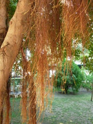 Türkei 2012 138 - Kopie (480x640).jpg
