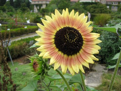 Sonnenblume_7005.jpg