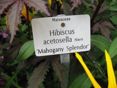 Etikett Hibiscus_6942.jpg