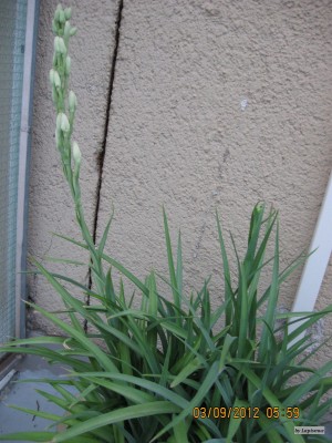 Polianthes tuberosa .jpg