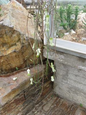 Ceropegia.jpg