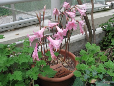Amaryllis belladonna.jpg
