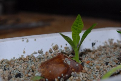 Holzbanane 002yy.jpg