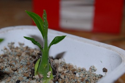 Holzbanane 001yy.jpg