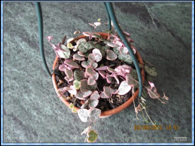 Ceropegia woodii, variegata.jpg