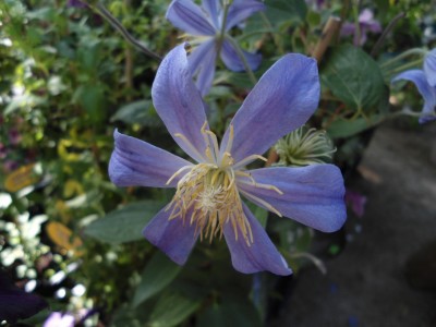 Clematis.JPG