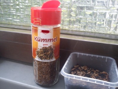 Kümmel 0ter Tag.jpg