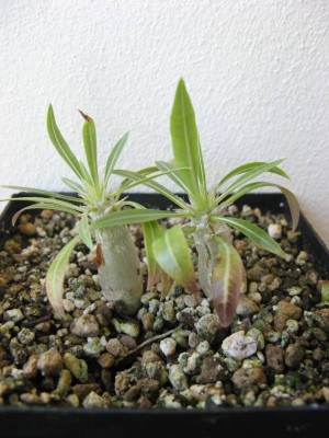 Pachypodium horombense.JPG