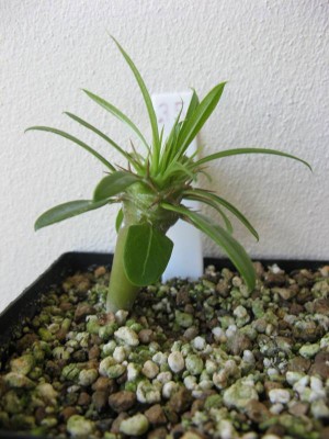 Pachypodium lamerei.JPG