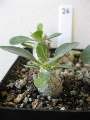 Pachypodium namaquanum.JPG