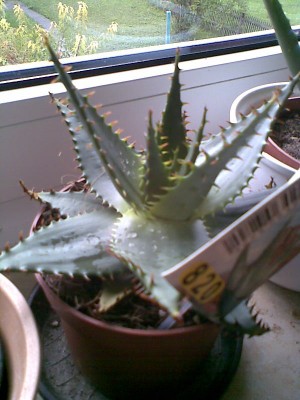 Aloe broomii.jpg