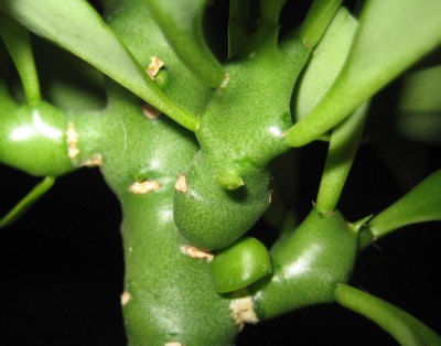 Green 7 469.jpg