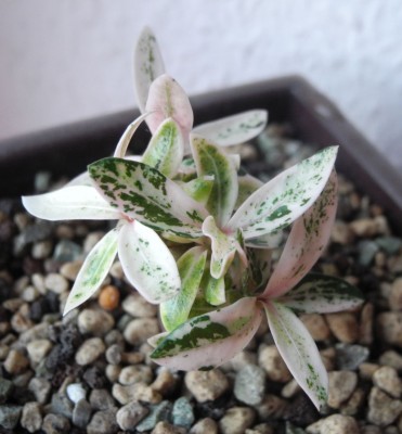DSCN4492.JPG