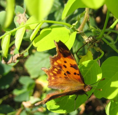 Green 7 452.jpg