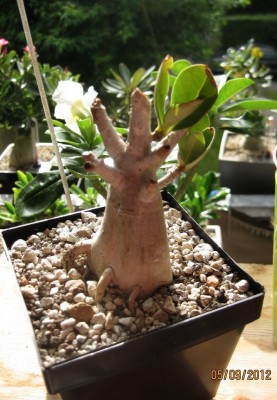 Arabicum 05.09.2012 (2).jpg