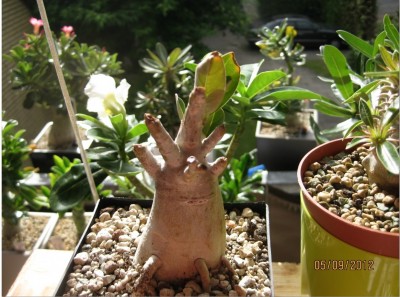 Arabicum (1).jpg