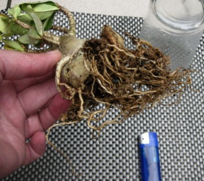 Arabicum (3).jpg
