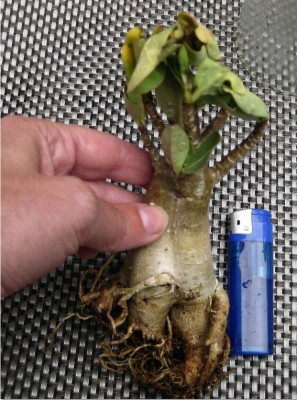 Arabicum (1).jpg