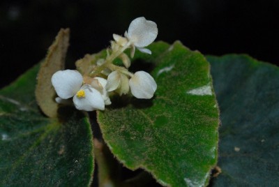 Begonia 135yy.jpg