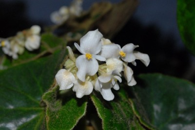 Begonia 134yy.jpg