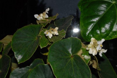 Begonia 133yy.jpg