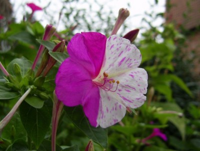 PIC_0004 (640x485).jpg