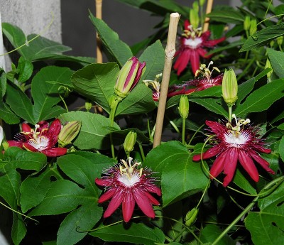 dsc_9282_P_lady_margaret.jpg