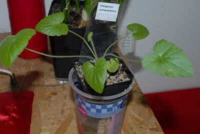 Pelargonium 025yy.jpg