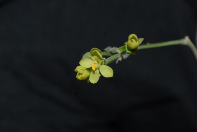 Pelargonium 024yy.jpg
