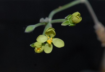 Pelargonium 023yy.jpg