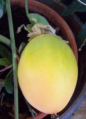 CE Frucht.jpg