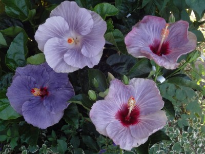 DSC03021 Purple Group.jpg