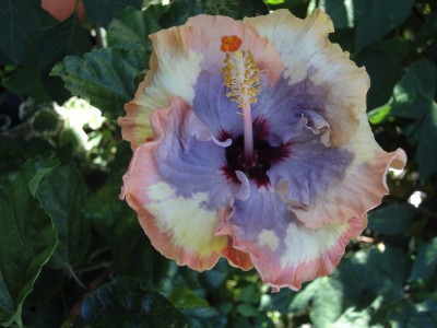 DSC02995 Witch Hazel.jpg