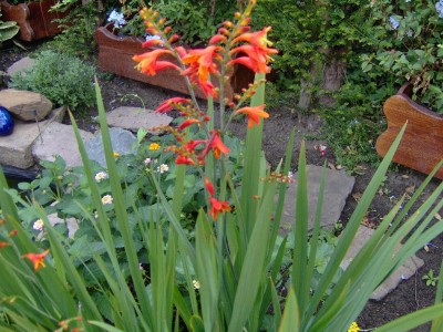 Crocosmia.jpg