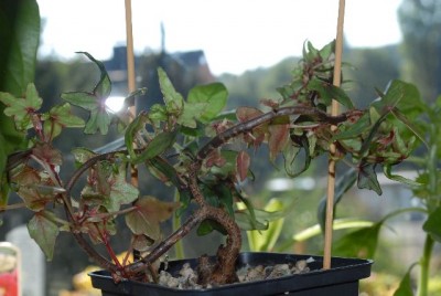 Begonia 139yy.jpg