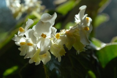 Begonia 138yy.jpg