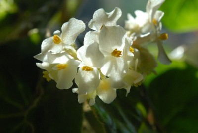 Begonia 136yy.jpg