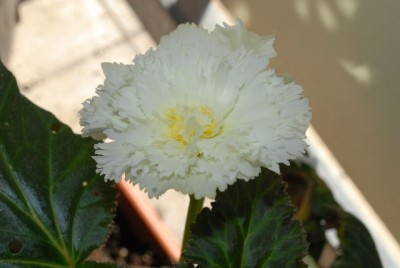 Begonia 143yy.jpg