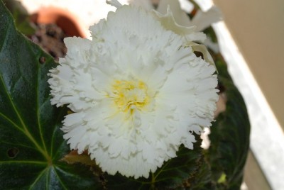 Begonia 142yy.jpg