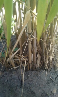 Problembus 6 - Kopie.jpg