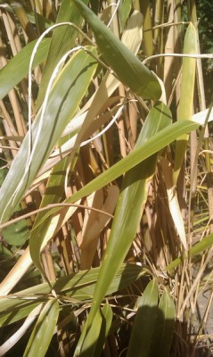 Problembus 5 - Kopie.jpg