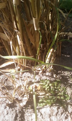 Problembus 4 - Kopie.jpg