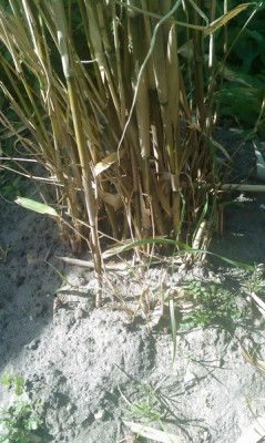 Problembus 3 - Kopie.jpg