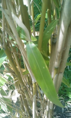 Problembus 2 - Kopie.jpg