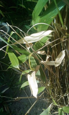 Problembus 1 - Kopie.jpg