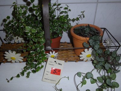 bilderbuch 302.jpg