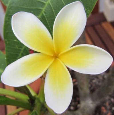 Plumeria.jpg