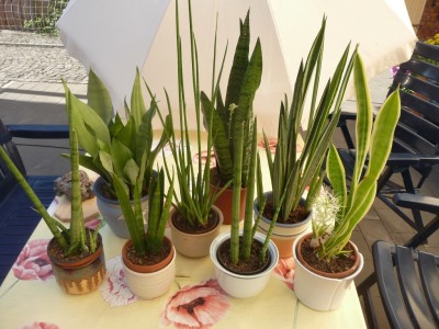 P1040019 (1024x768).jpg